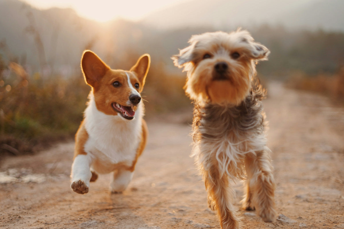 Pet Tech & Supplies